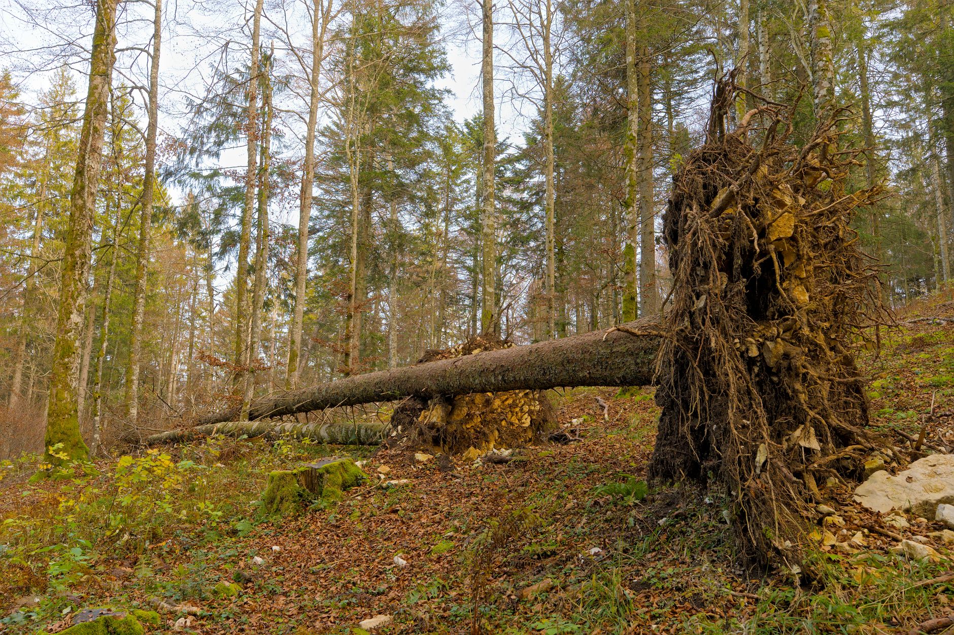 Enlèvement arbre urgence à Savigny-le-Temple